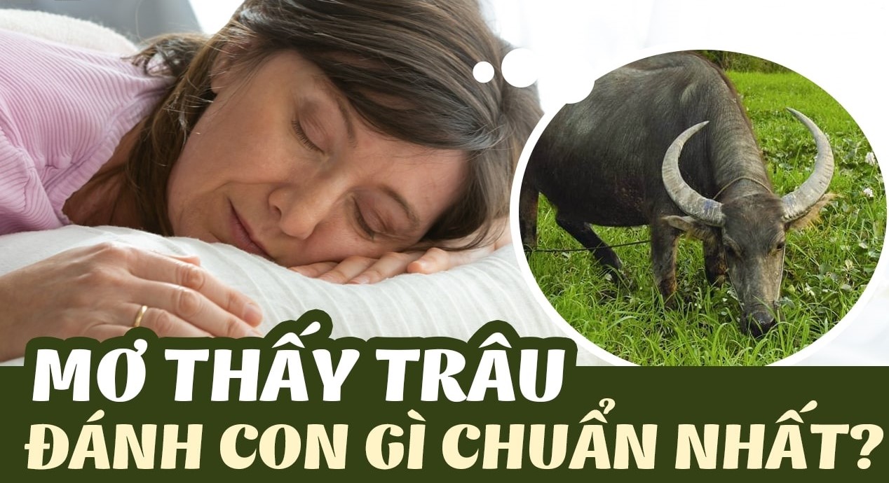 GIẢI MÃ GIẤC MƠ THẤY TRÂU: ĐIỀM BÁO GÌ VÀ NÊN ĐÁNH CON SỐ NÀO CHO MAY MẮN?